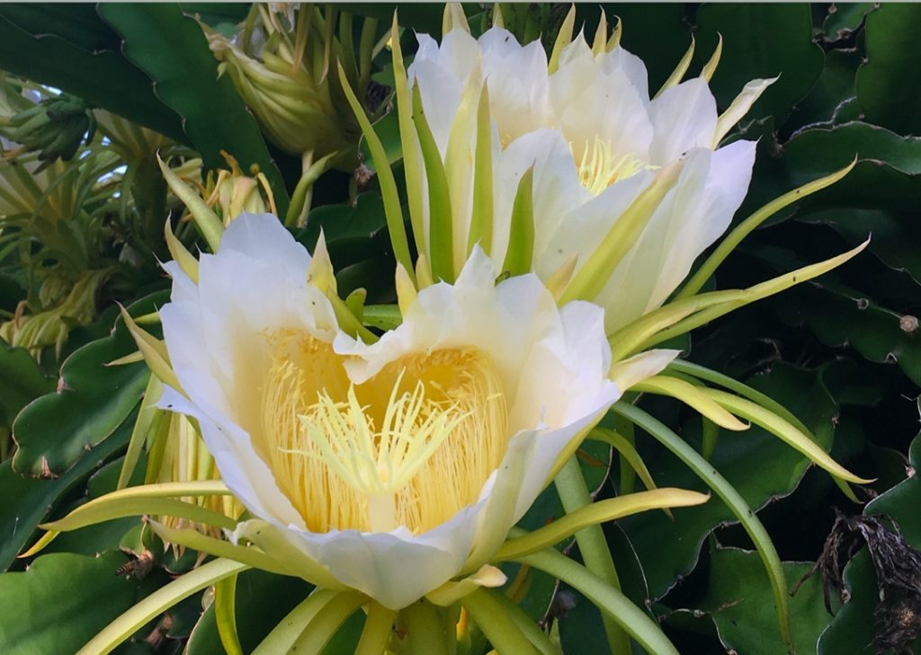 Hylocereus undatu